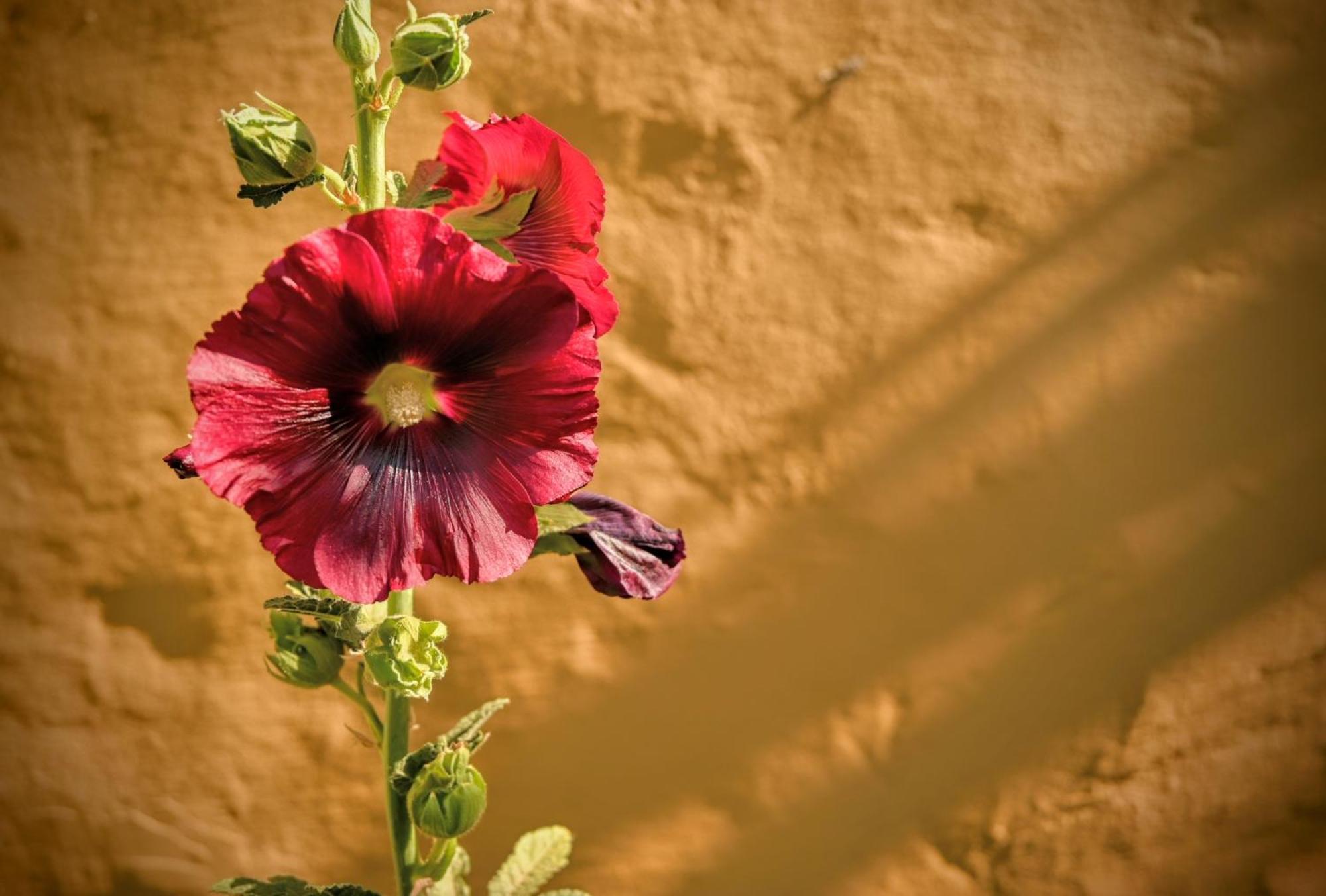 Cabana Kenty Wasy Villa Humahuaca Exterior foto